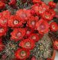 Preview: Echinocereus coccineus - rote Blüte Selection